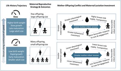 Maternal capital predicts investment in infant growth and development through lactation